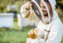 Czy warto kupować miód pszczeli z ekologicznych pasiek