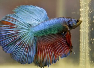 Czy beta może się mylić?