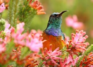 Co to znaczy dwurzędowa marynarka?