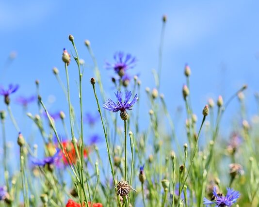 Po której stronie są guziki w damskiej marynarce?